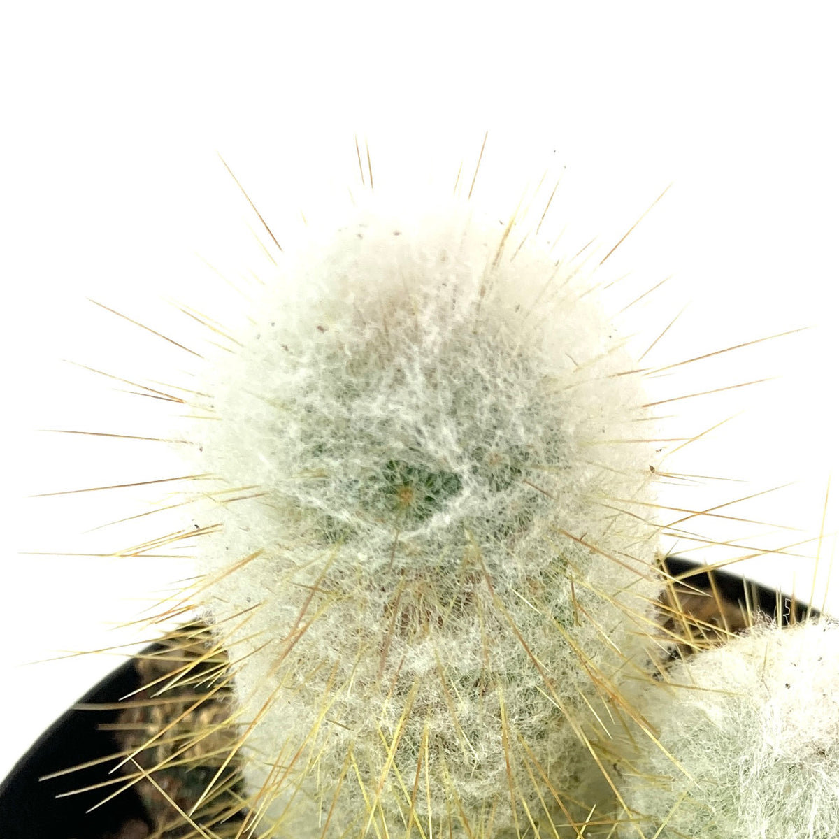 Cactus, 9cm, Austrocephalocereus Dybowskii