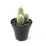 Cactus, 9cm, Austrocephalocereus Dybowskii