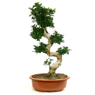 Bonsai, 20in, Ficus Ginseng