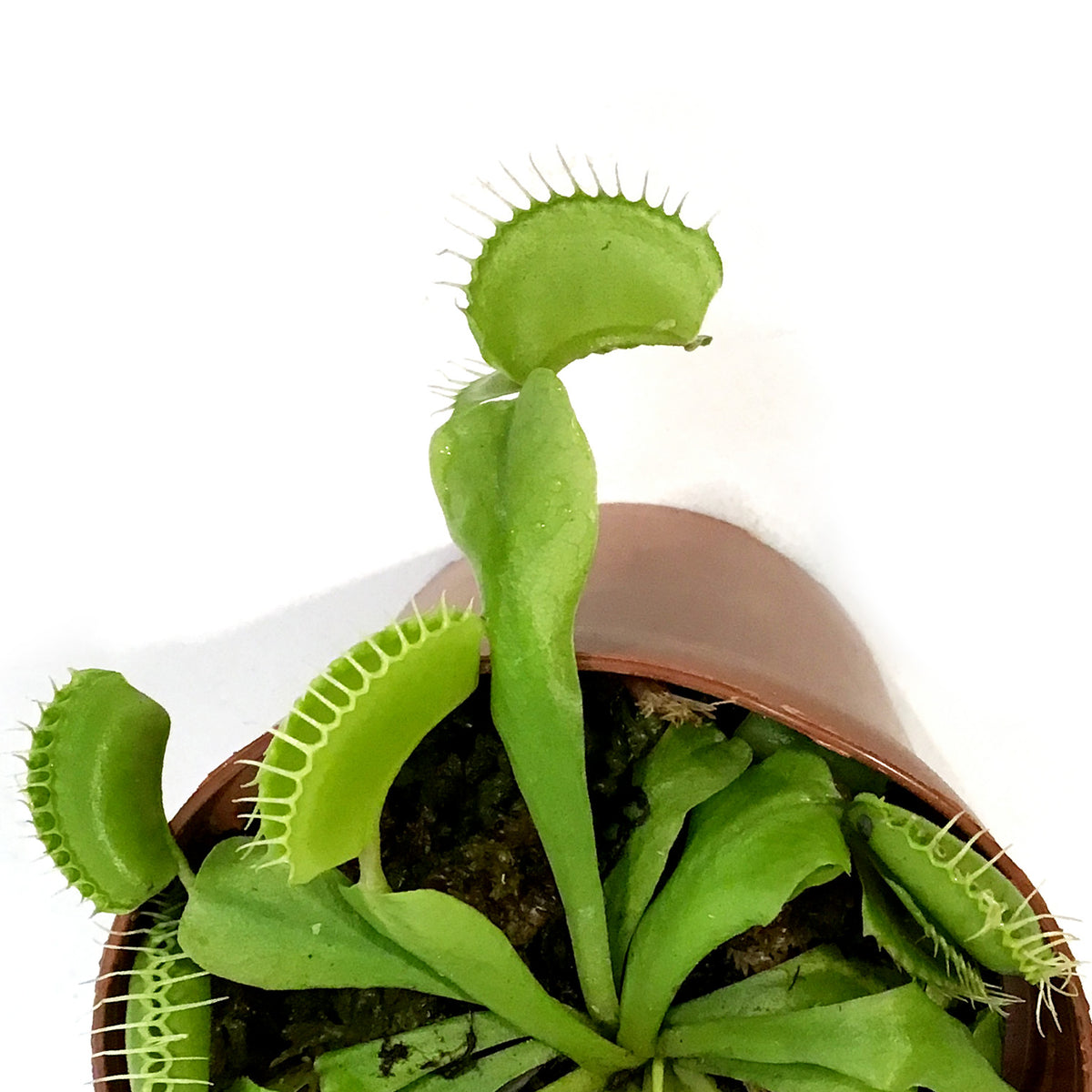 Venus Flytrap, 3in, Green