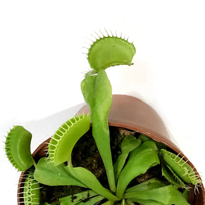 Venus Flytrap, 3in, Green