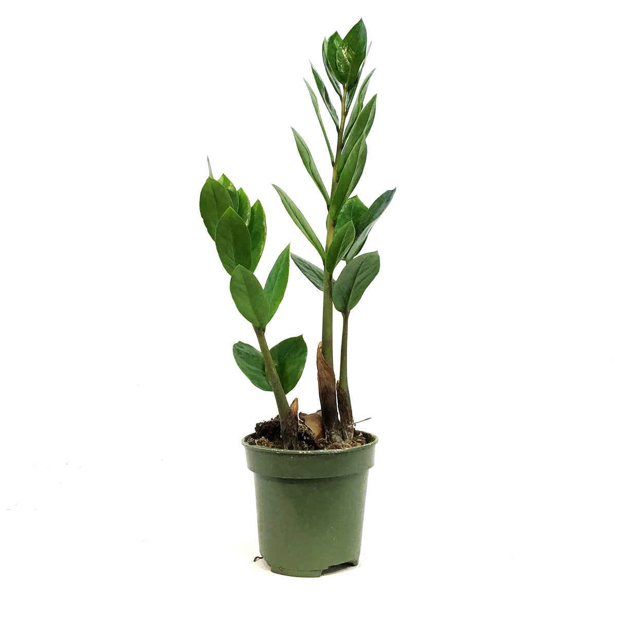 ZZ Plant, 4in, Zamioculcas Zamiifolia