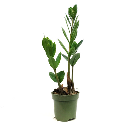 ZZ Plant, 4in, Zamioculcas Zamiifolia
