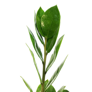 ZZ Plant, 4in, Zamioculcas Zamiifolia