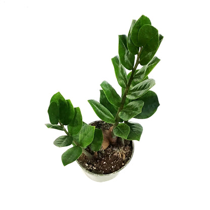 ZZ Plant, 4in, Zamioculcas Zamiifolia