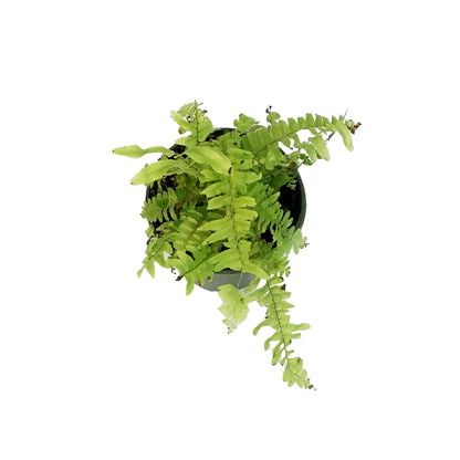Fern, 4in, Boston Tiger
