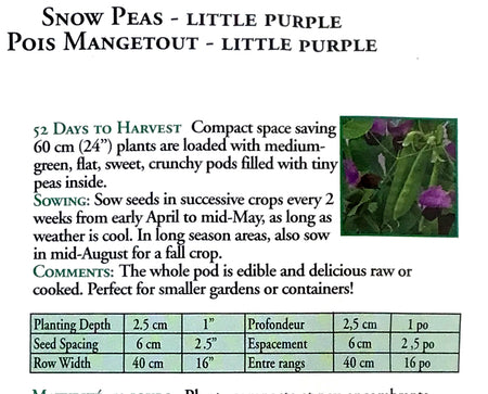 Pea - Little Snow Pea Purple Seeds, OSC Large Pack
