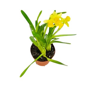 Mini Daffodil, 4in, Tete-a-Tete, Planted Bulb