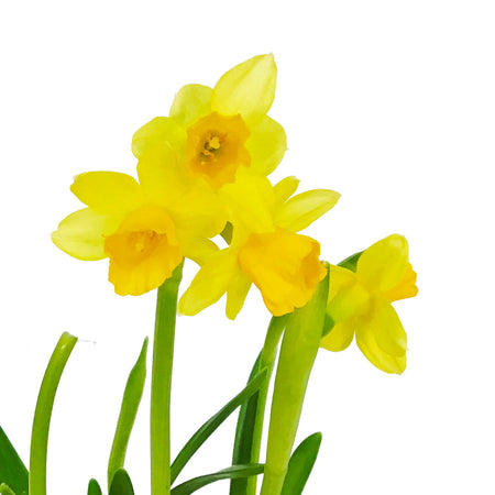 Mini Daffodil, 4in, Tete-a-Tete, Planted Bulb