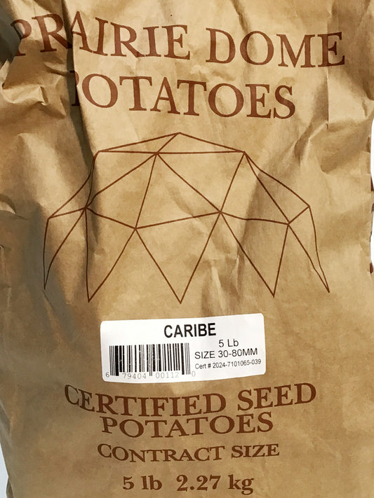 Seed Potato - Caribe, 5lb Bag