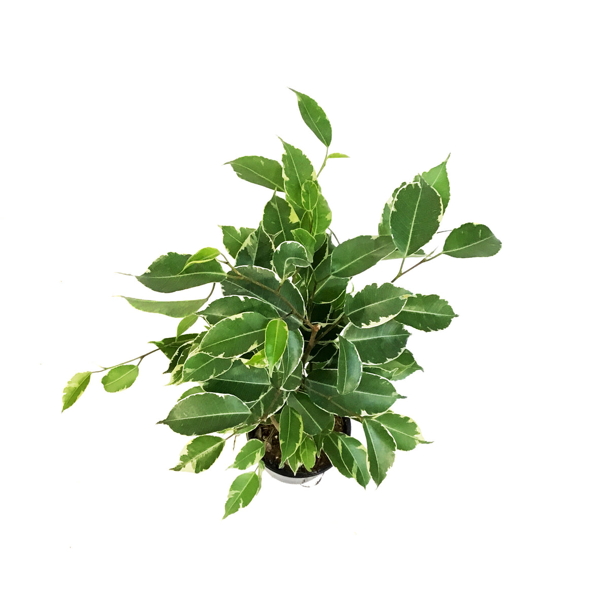 Ficus, 4in, Benjamina Variegated