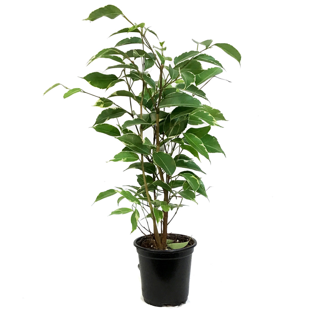 Ficus, 4in, Weeping Fig, Varigated