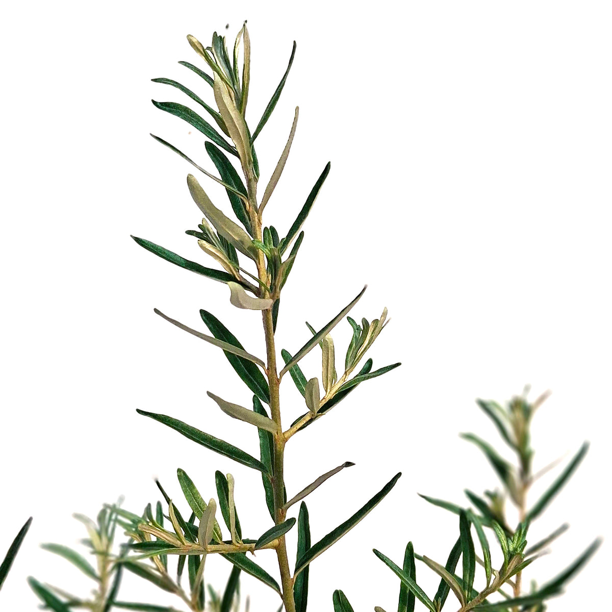 Sea Buckthorn, 1 gal, Leikora (Female)