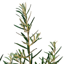 Load image into Gallery viewer, Sea Buckthorn, 1 gal, Leikora (Female)
