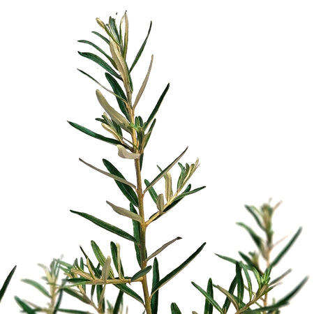 Sea Buckthorn, 1 gal, Leikora (Female)