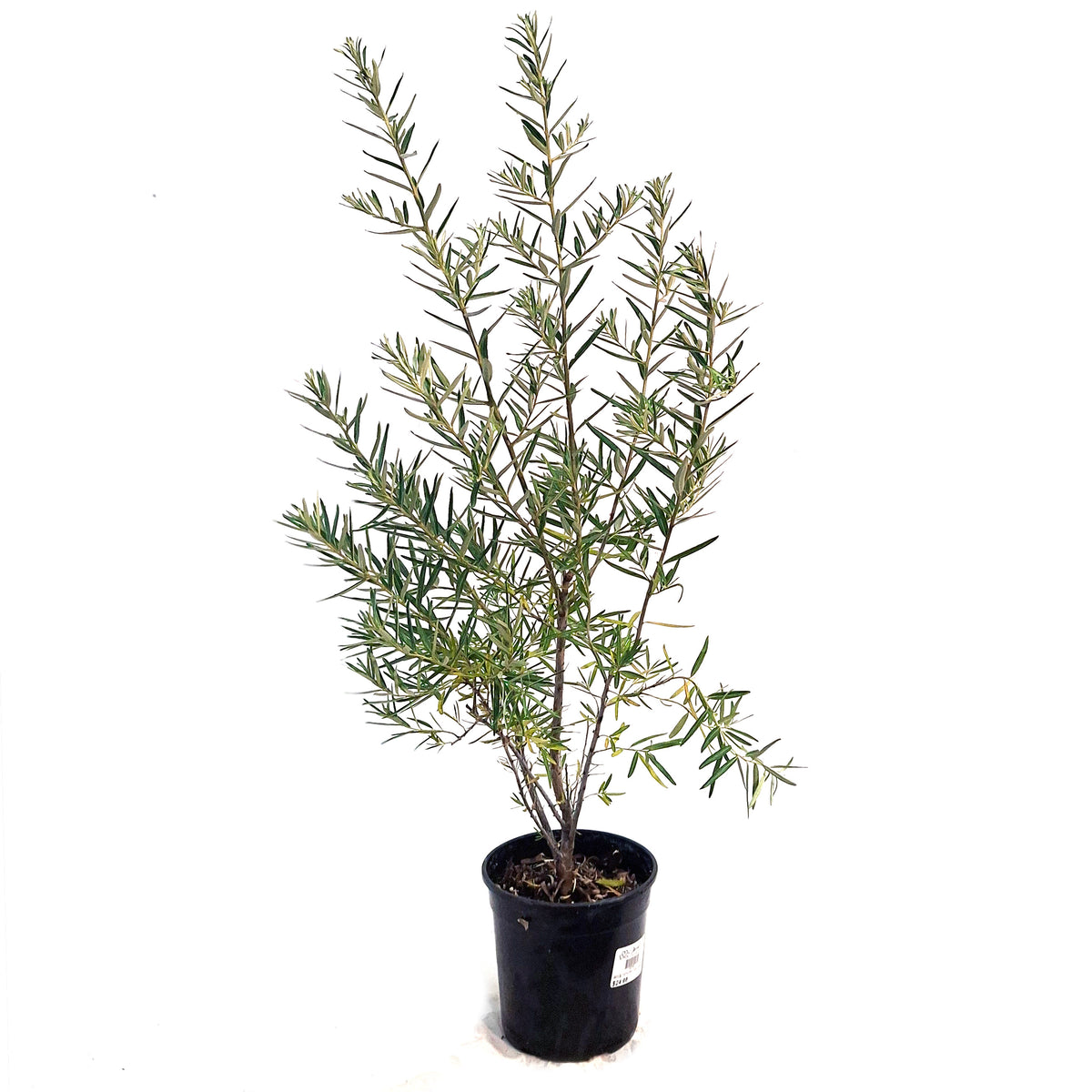 Sea Buckthorn, 1 gal, Leikora (Female)