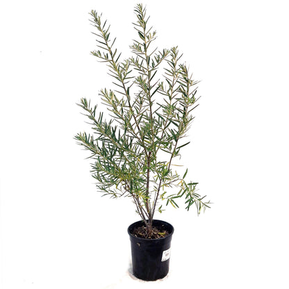 Sea Buckthorn, 1 gal, Leikora (Female)