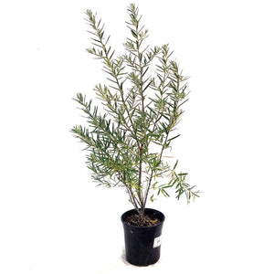 Sea Buckthorn, 1 gal, Leikora (Female)
