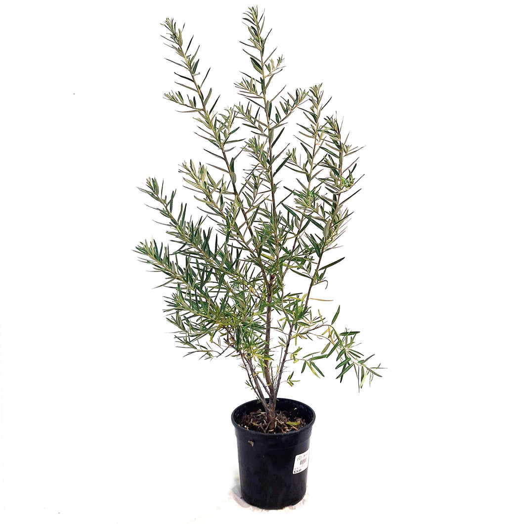 Sea Buckthorn, 1 gal, Leikora (Female)