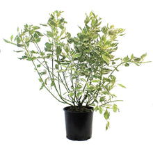 Load image into Gallery viewer, Dogwood, 2 gal, Silver and Gold
