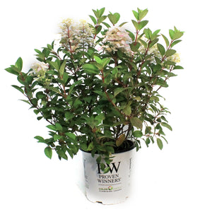 Hydrangea, 8in, Little Quick Fire®