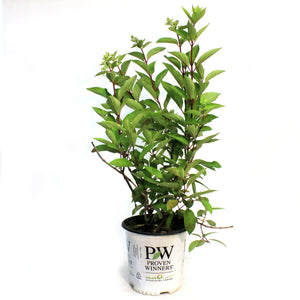 Hydrangea, 2 gal, Pinky Winky®