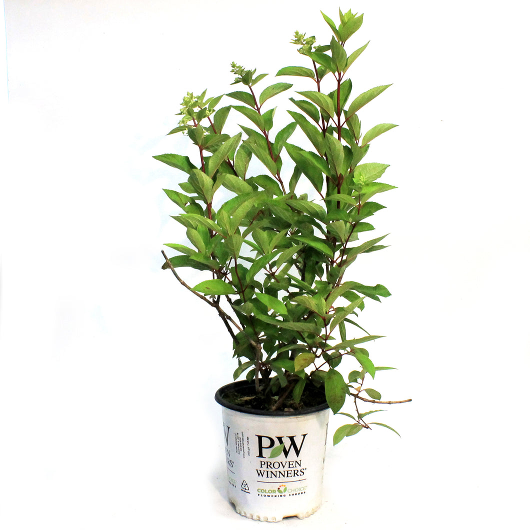 Hydrangea, 2 gal, Pinky Winky®