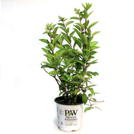 Hydrangea, 2 gal, Pinky Winky®