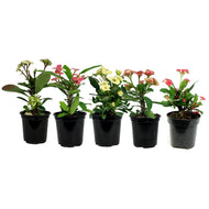 Euphorbia, 4in, Milii Crown of Thorns, Assorted