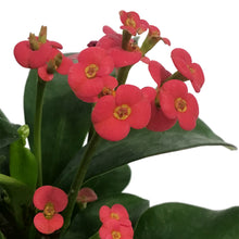 Load image into Gallery viewer, Euphorbia, 4in, Milii Crown of Thorns, Assorted
