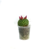 Cactus, 2.5in, Mammillaria 'Silver Arrows'