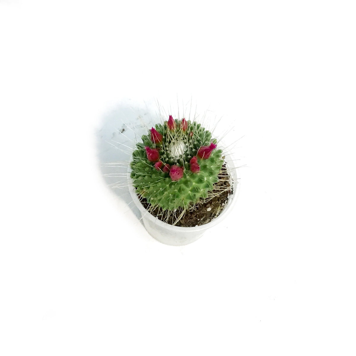 Cactus, 2.5in, Mammillaria 'Silver Arrows'
