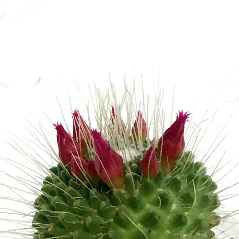 Cactus, 2.5in, Mammillaria 'Silver Arrows'