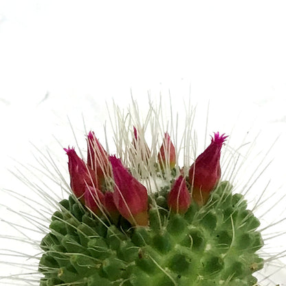 Cactus, 2.5in, Mammillaria 'Silver Arrows'
