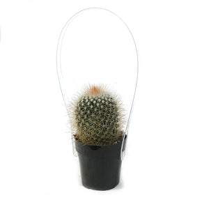 Cactus, 2.5in, Mammillaria Spinosissima
