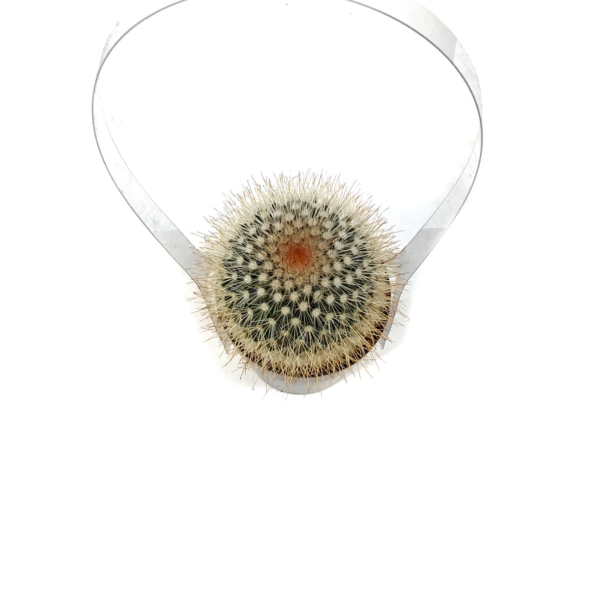 Cactus, 2.5in, Mammillaria Spinosissima