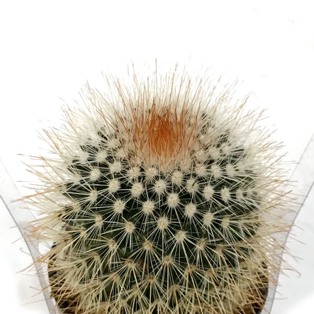 Cactus, 2.5in, Mammillaria Spinosissima