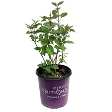 Load image into Gallery viewer, Lilac, 2 gal, Virtual Violet®
