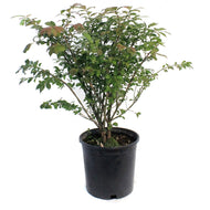 Burning Bush, 2 gal, Dwarf Winged