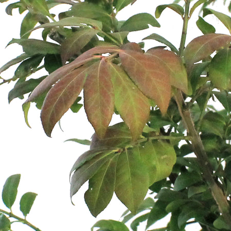 Burning Bush, 2 gal, Dwarf Winged