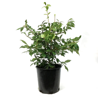 Burning Bush, 2 gal, Chicago Fire™
