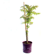 Load image into Gallery viewer, Sumac, 2 gal, Tiger Eyes® Staghorn
