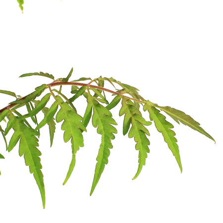 Sumac, 2 gal, Tiger Eyes® Staghorn