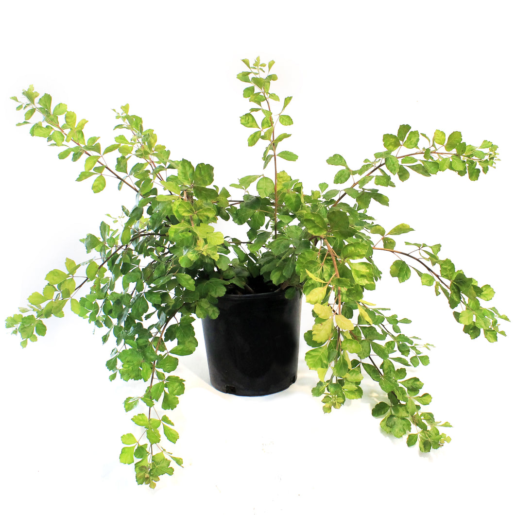 Sumac, 2 gal, Gro-Low Fragrant