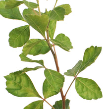 Load image into Gallery viewer, Sumac, 2 gal, Gro-Low Fragrant
