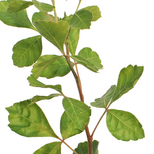 Sumac, 2 gal, Gro-Low Fragrant