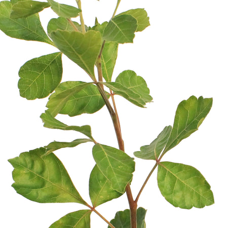 Sumac, 2 gal, Gro-Low Fragrant