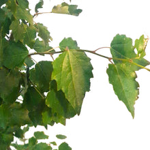 Load image into Gallery viewer, Poplar, 1 gal, Tower
