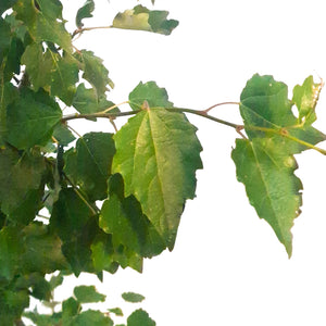 Poplar, 1 gal, Tower