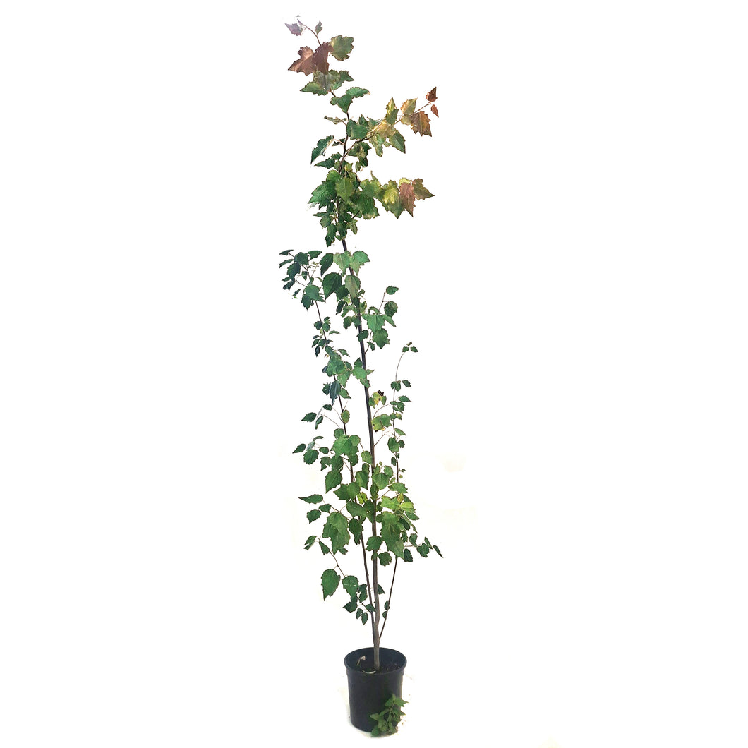 Poplar, 1 gal, Tower